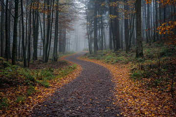 Serene winding path through a misty autumn forest landscape