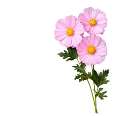 Pink cosmos flowers with green stem on transparent background