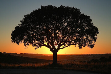 Naklejka premium Silhouette of a large tree against a vibrant sunset in the countryside
