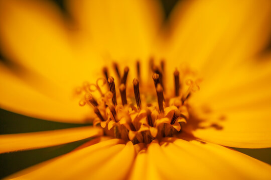 Topinambur (Helianthus tuberosus)