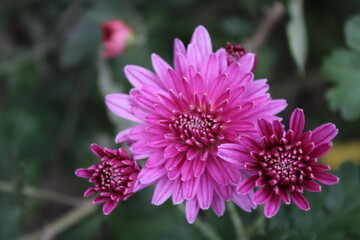 close up of a pink flower