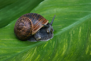 Garden Snail on a Shell (Cornu aspersum)