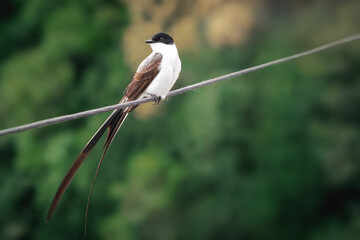 Fork-tailed flycatcher bird (Tyrannus savana)