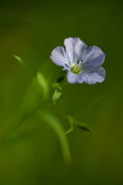 Zarte hellblaue Leinbl&uuml;te