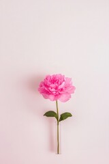 Vibrant pink peony flower in glass vase against plain background