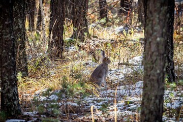 Eastern cottontail rabbit standing in the snow in a winter forest.