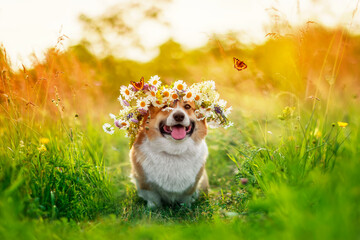 cute corgi dog in wreath of wildflowers and fluttering butterflies sitting on summer sunny meadow
