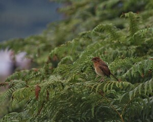 tiny bird on dewy tree branch