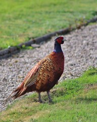 pheasant in the grass