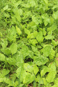 Plantain