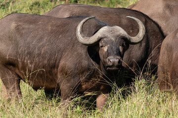 Obraz premium The head of a Cape buffalo with its curved horns