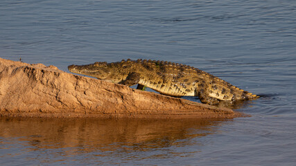 One nile crocodile climbing out of the water onto a river bank