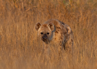 One spotte hyaena walking in long grass