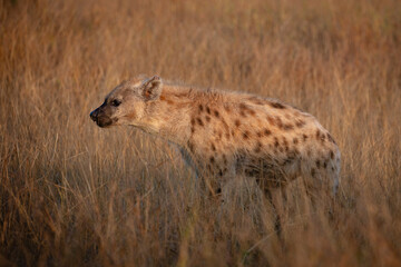 Side view of a spotted hyaena walking in long dry grass