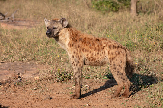 Side view of one hyaena standing in the sun