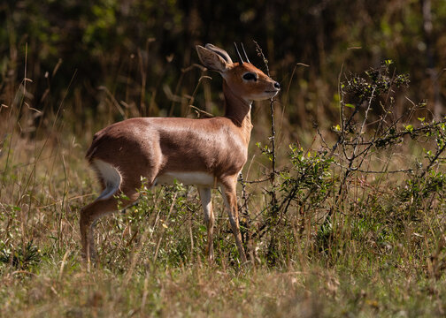 Side view of a steenbok ram in the bush