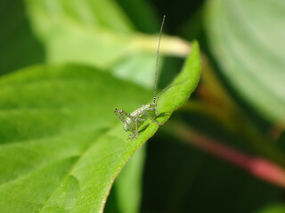 Speckled bush cricket (Leptophyes punctatissima), nymph sitting on a green leaf