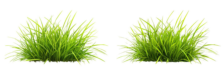 Set of A green the grass plant. on a transparent background, cutout PNG file  
