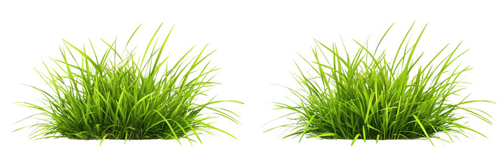 Obraz premium Set of A green the grass plant. on a transparent background, cutout PNG file 