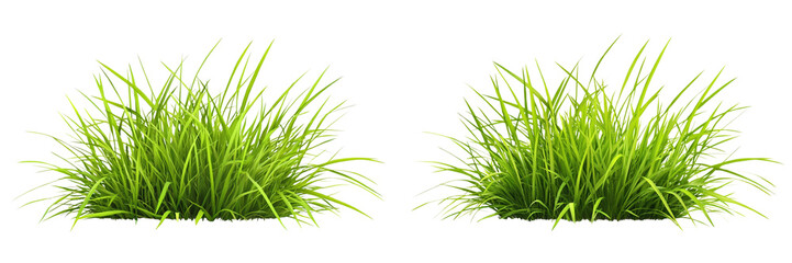 Set of A green the grass plant. on a transparent background, cutout PNG file  
