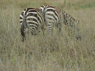 Two zebras grazing on dry grass in the african savanna