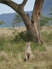 Lioness sitting under a tree in the savannah