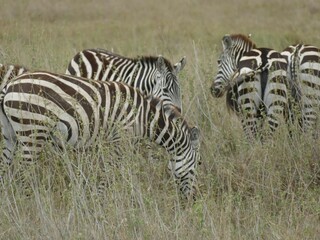 Herd of zebras grazing in tall dry grass