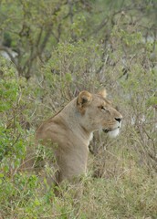 Lioness sitting in the african savanna grassland