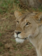 Lioness looking left with intense stare in kenya africa