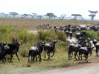 Wildebeest herd running through african savanna