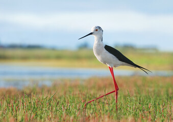 Black-winged Stilt, ходулочник