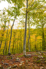 Naklejka premium BEECH FOREST IN AUTUMN