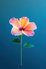 Obraz premium Vibrant pink and yellow hibiscus flower against a deep blue background