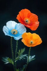 Fototapeta premium Vibrant poppies in various colors against a dark background