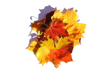 A pile of autumn leaves lies on a white background.