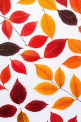 Vibrant autumn leaves in various shades of red, orange, and brown against a white background