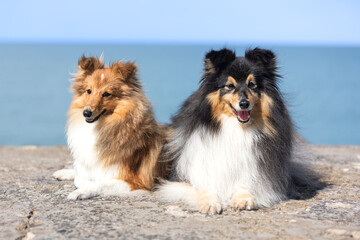 Summer portrait of two black sable and white  shetland sheepdog. Cute little lassie, sheltie,...