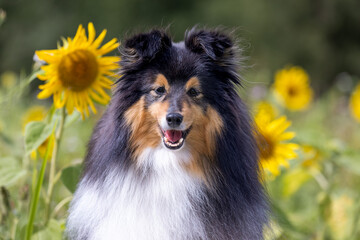 Beautiful black sable and white little shetland sheepdog, sheltie portrait in the blooming...