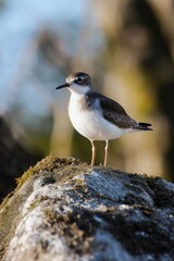 A solitary bird with striking plumage stands on a rock, showcasing nature's simple elegance and beauty.