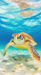 Obraz premium Gentle sea turtle glides gracefully through crystal-clear waters, showcasing vibrant colors in its natural habitat