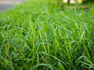 Grass with dew drops in the morning