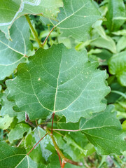 This image showcases a detailed close up of a vibrant green leaf that is beautifully complemented by a striking red stem, highlighting the intricate beauty of natures design