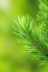Close-up of lush green pine tree branches against a blurred natural background