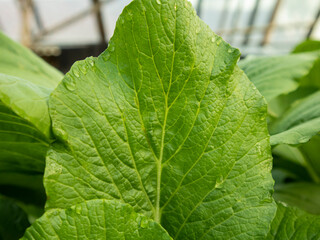Close up view of green mustard leaves with few water droplets