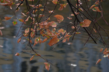 Autumn leaves on the branches of a tree against the background of water