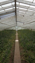 growing pineapples in a greenhouse