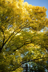 Golden autumn colors in the forest