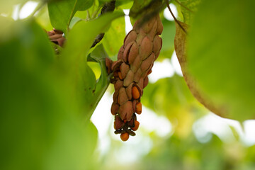 Magnolia branches with opened seeds © Bonjour_raw