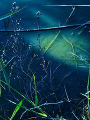 agua y vegetación en lago 