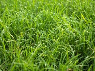 Fototapeta premium Grass with dew drops in the morning